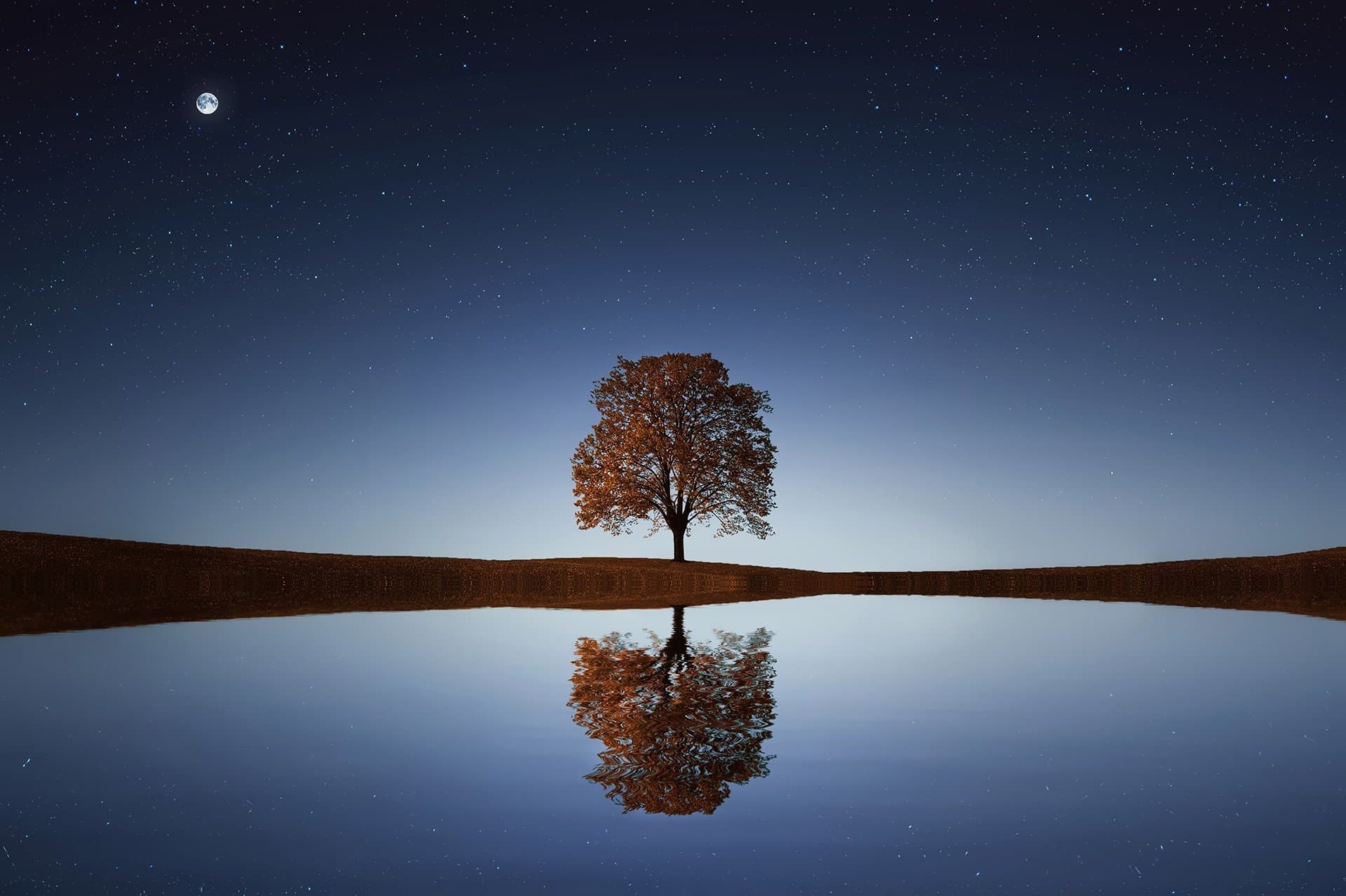 Tree with its reflection shown in the water